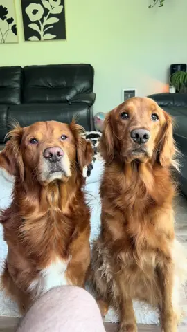 Just a couple red dogs 🐕 #foryoupage #fyp #dog #dogs #goldenretriever #dogsoftiktok #goldenretrieverlife #animals #pet #pets #PetsOfTikTok #taylorswift 