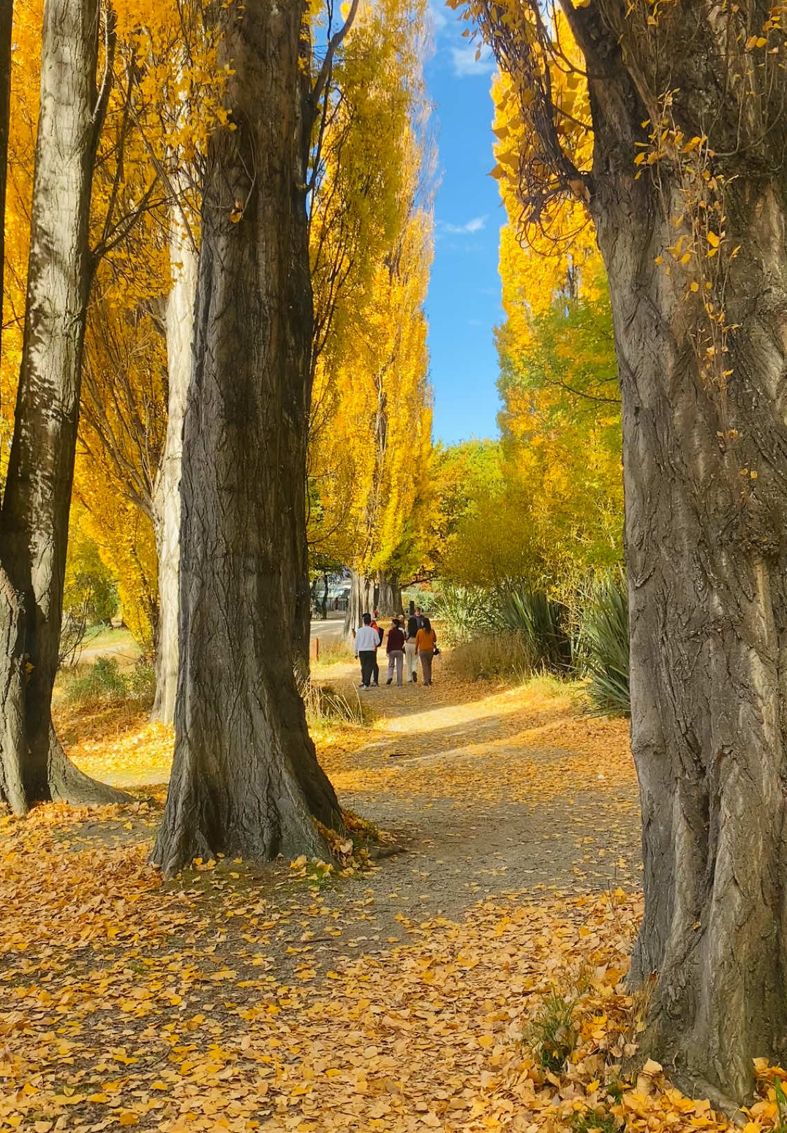 Who doesn’t love the autumn? #newzealand #autumn #yellow #dulichnewzealand #nz #traveltiktok #travelinspiration #destinationtotravel #beautifuldestinations #muathu 