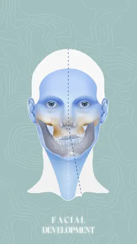Did you know this is why most people never develop an attractive face? #beauty #attractive #mewing #looksmaxing #GlowUp #face