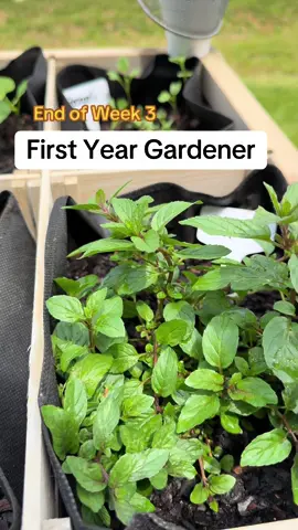 Another week down #dayinthelife #fypシ #gardentok #gardeningtips #gardening101 #firsttimegardener 