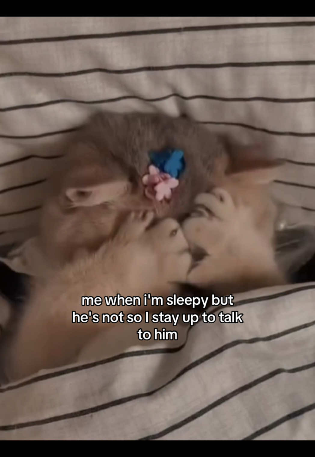 #catsoftiktok #catmeme #Relationship #sillycat #relationshipmemes #couplecomedy #relatable #catmemes #couplegoals 