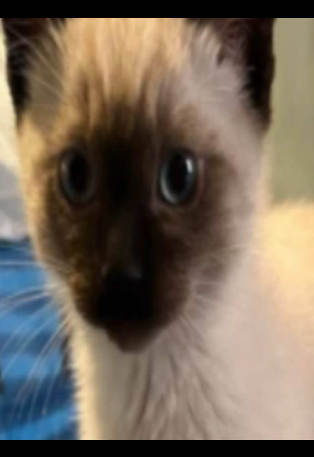 my favorite type of cats #siamesecat #siamese #cats #cat #kitten #fyp #xyzbca #zyxcba #blowthisup #viral #foryoupage
