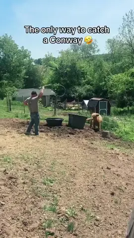 the only way to catch a Conway🤣 #cowboy #conway #farmlife #i #viralvideos #fyp#family#Love #tik_tok #us #animals #father #Lifestyle#MentalHealth #entertainment #everyone #followformorevideo #foryoupage #family #handsome #ranch #cowboy #foreveryoung #likemyvideos🥺❤4kشكراا #