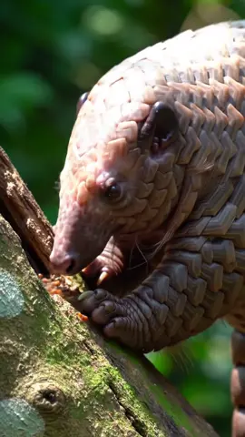 pangolin eating foods #foryou #animals #creatorsearchinsights #1million #creatorsearchinsights #theforest #theforest #survival 