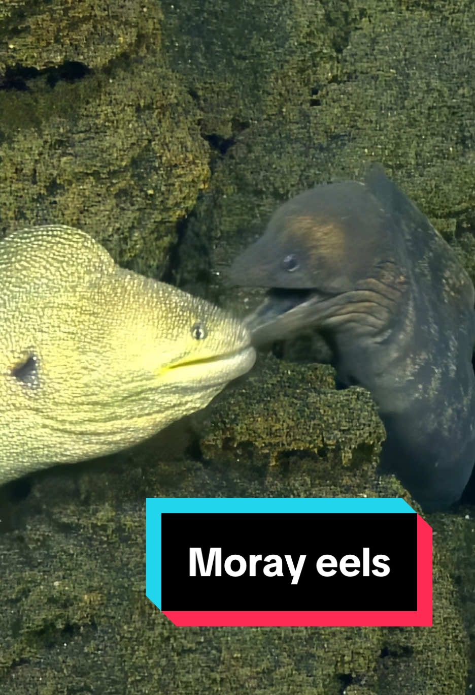 Despite looking like Disney's Flotsam and Jetsam, these two #eels showcase the wide color variability of the species #Gymnothorax genus of moray eels. These Gymnothorax berndti and Gymnothorax elegant were filmed by #ROVHercules while exploring the summit of #AhyiSeamount, between Maug and Uracus in the #NorthernMarianaIslands. Living together as 