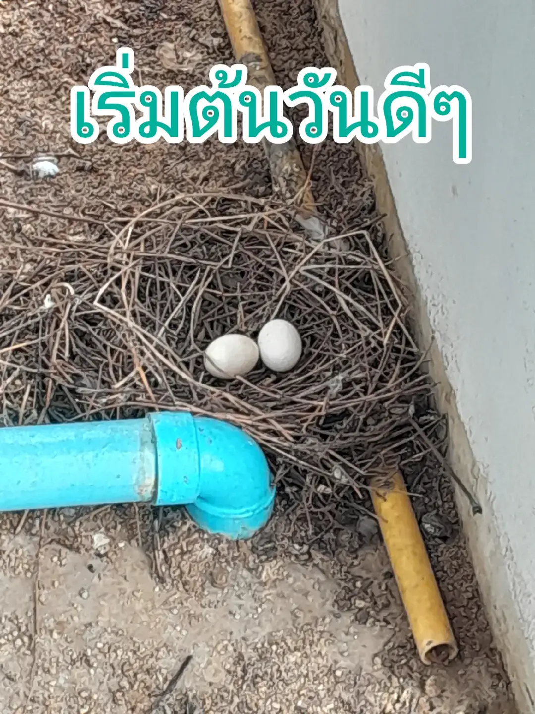 สวัสดีเช้าวันใหม่