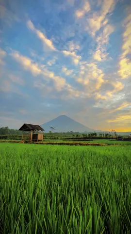 SUASANA PAGI HARI DI DESA SUMBERURIP PRONOJIWO🥰🥰 #pronojiwo #pronojiwolumajang #sarkawi #viral #lavatoursemeru #eastjava #wisatarekomendasi #trendingvideo #semeru #kalikebopronojiwo #lumajang @Visit East Java @BROMO WONDERLAND @Enjoy Jawa Timur #story #srorywa 