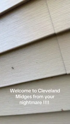 #cleveland #mayflies #wthelly #fyp #viral #content #postit 