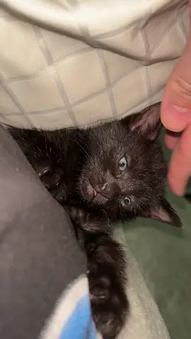 👁️👄👁️ #blackcat 