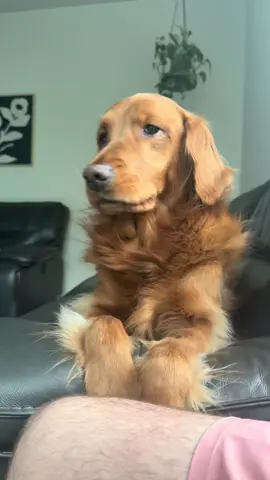 So much soul in her eyes 🐕 #foryoupage #fyp #dog #dogs #goldenretriever #dogsoftiktok #goldenretrieverlife #animals #pet #pets #PetsOfTikTok #souldog 