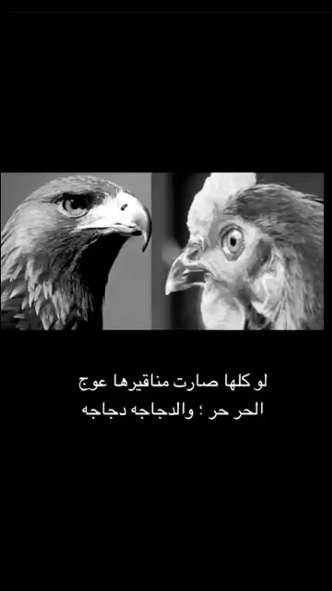 لو كلها صارت مناقيرها عوج   الحر حرٍ ، والدجاجه دجاجه #قصيده_شعر_بوح_كلام_من_ذهب  #قصايد_شعر_خواطر #___musically___  #قصيده #جبراتت📮 #explore 