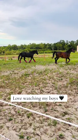 Love my boys 🖤 #florida #horses #horsesoftiktok #horsetok #horsegirl #blackhorses #quarterhorse #blackhorses #quarterhorse #blackhorse #blackhorsesoftiktok #warmblood #bayhorsesoftiktok #bayhorses #whiskey 