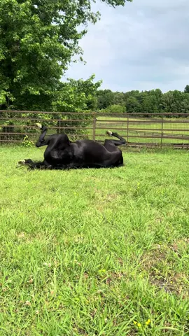 Moooooo#barnlifeisthebestlife #opie 