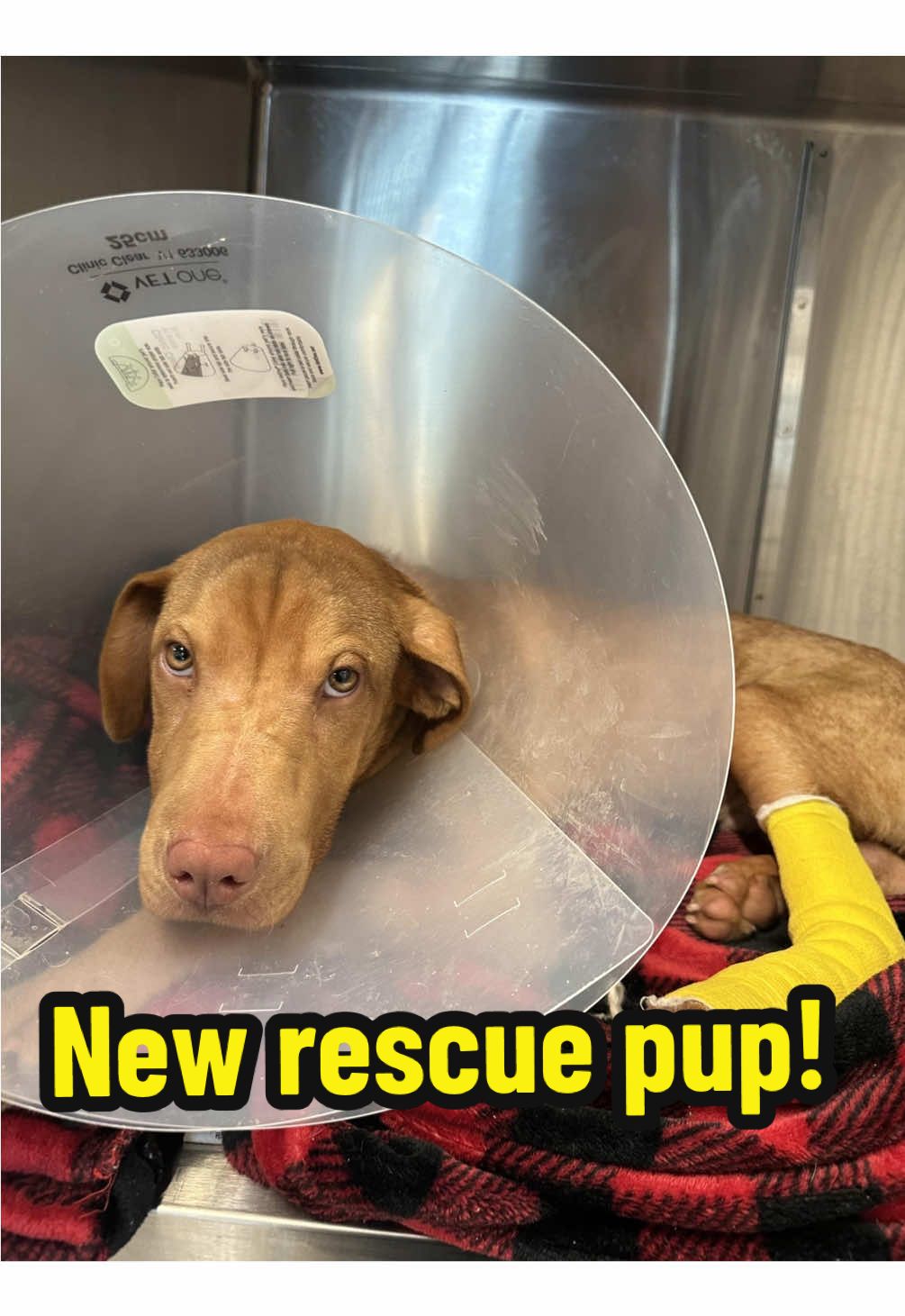 Meet my newest rescue pup, Cashew! He is an 8 month old puppy that one of my supporters found wandering with a nasty leg wound. He spent the night at the hospital and is now home with me! More details coming soon, THANK YOU @Luxx 🫀 for helping this baby and reaching out to me! 💜 #dogrescue
