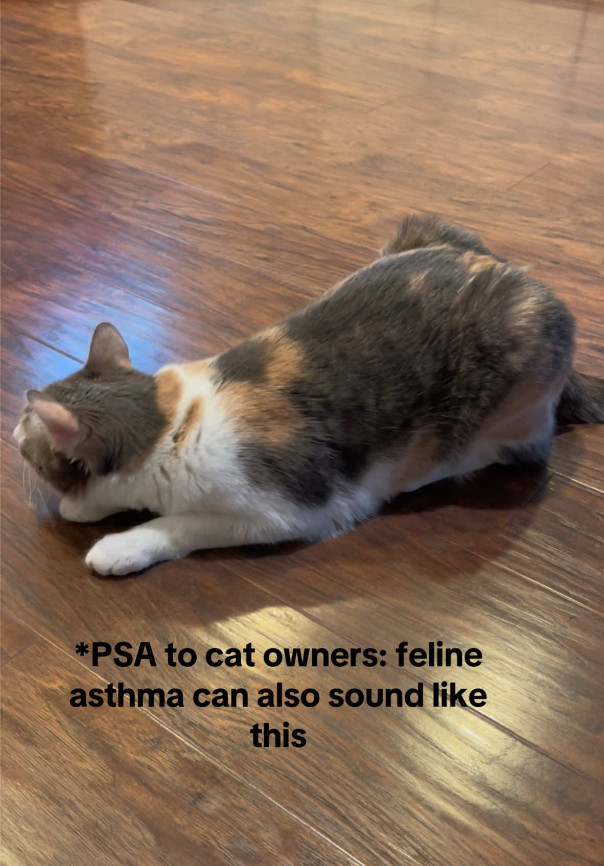 DISCLAIMER: The sounds and behaviors shown in this video are my personal experience with my cat’s asthma. This is for educational purposes only and is not a substitute for professional veterinary advice. Feline asthma is a common but often missed condition because its symptoms mimic hairballs or 