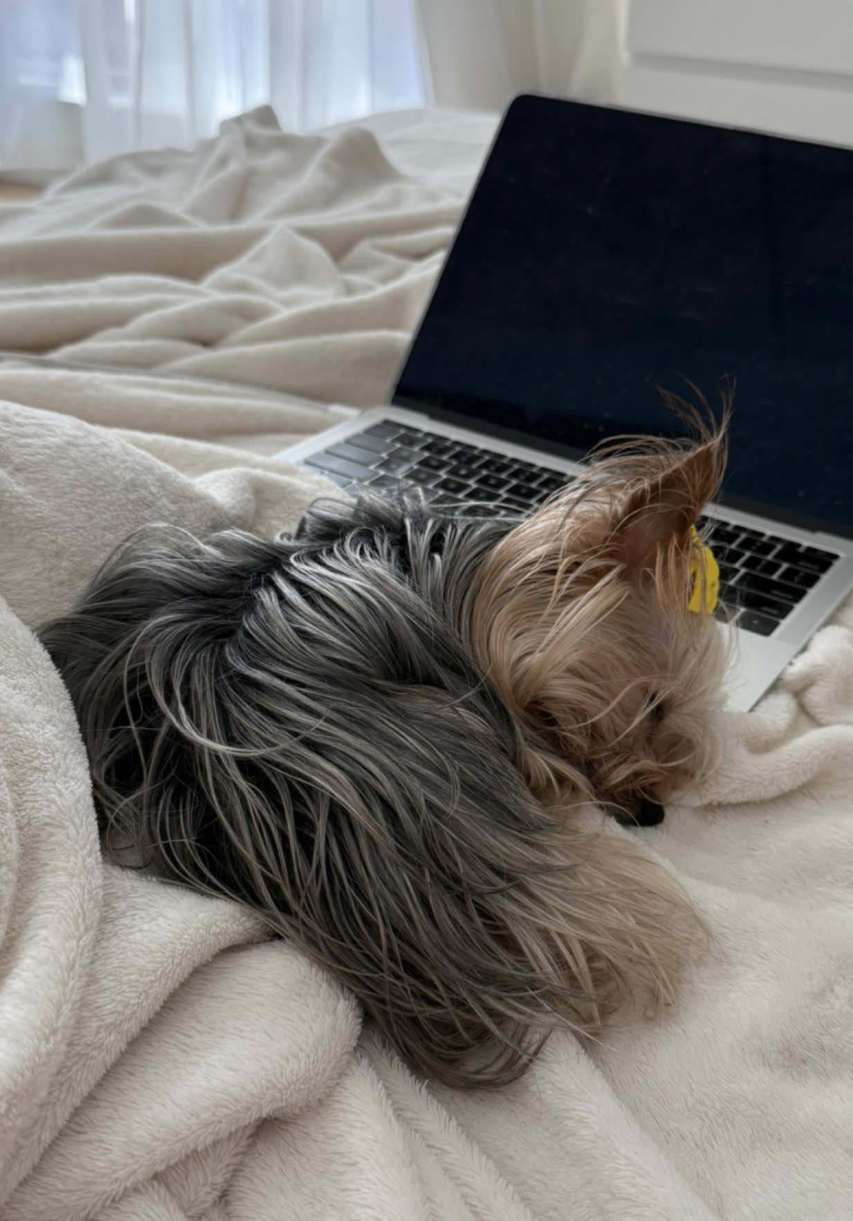 OPEN THE DAMN BAG!!! 😡😡😡 . . #yorkie #yorkshire #yorkshireterriers #dog #dogs #dogsoftiktok #relatable 