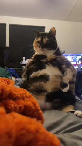 A little Penguin Bean to bless your feed 🐈‍⬛🤍 #fyp #foryoupage #cat #cats #cattok #catsoftiktok 