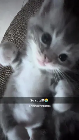 Cute Kitten🥰#fyp #fypツ #foryou #pet #pets #kitten #cat #cats #catsoftiktok #PetsOfTikTok #funnypets #funnypetsoftiktok #funnypetvideos 