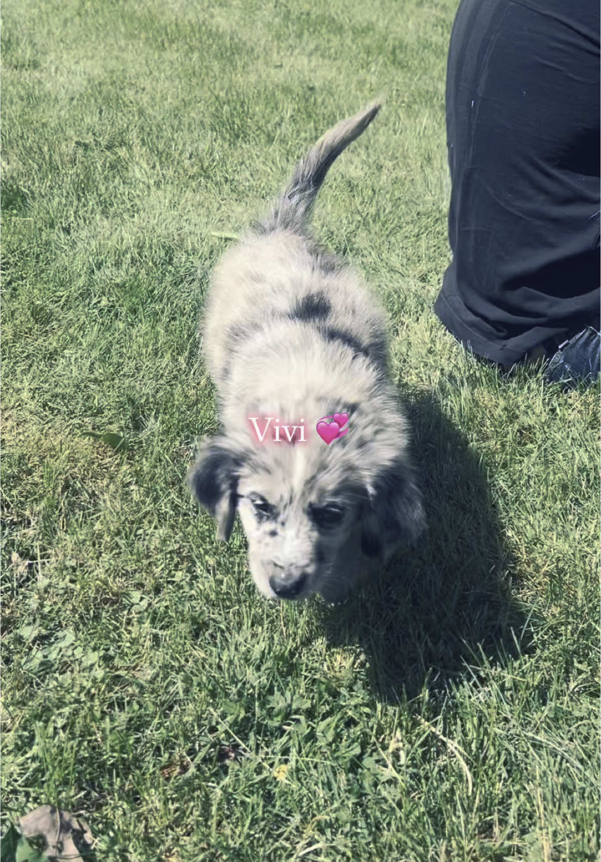 Sweet little Vivi 💞 #goldenaussie #aussieretriever 