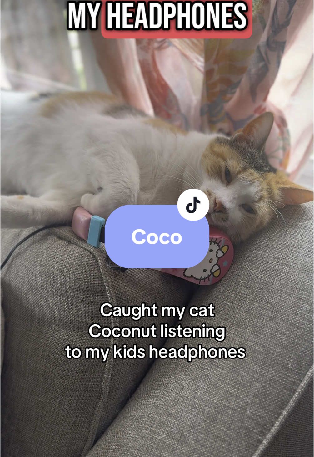 Coconut #catsoftiktok @Taylor Swift @Taylor Nation 