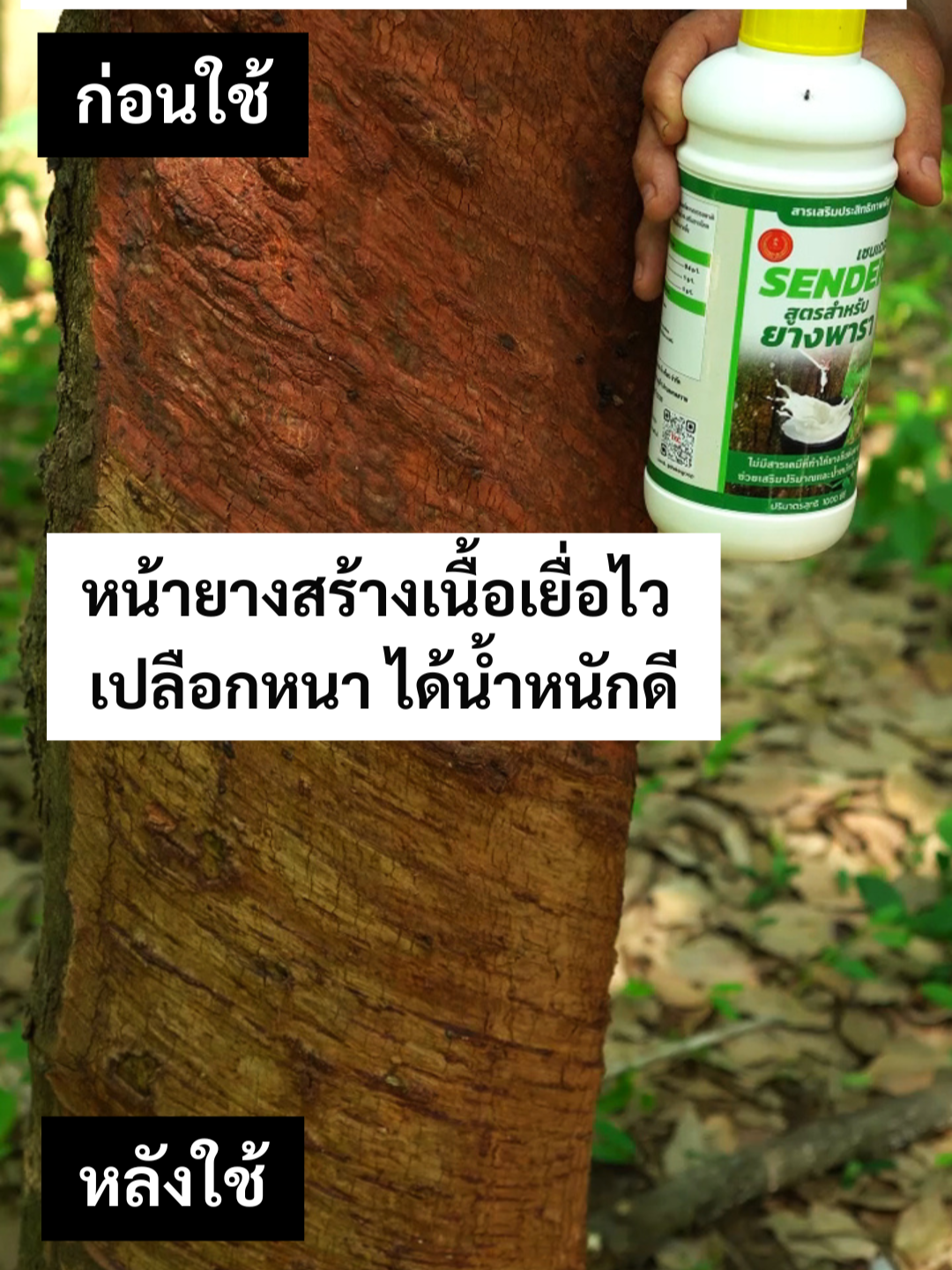 เผยเคล็ดลับเปลือกยางหนาใน 6 เดือน #พ่อสมชัย  จากที่เคยใช้ปูนแดงทาหน้ายางมา 15 ปี  พอเปลี่ยนมาใช้ SENDER แค่ 6 เดือน หน้ายางฟื้นจริง ✅ เนื้อเยื่อสร้างเร็ว  ✅ เปลือกหนา น้ำหนักดี  ✅ แผลสมานไว น้ำยางไหลสม่ำเสมอ  ✅ ลดปัญหาเชื้อรา ท่อตัน หน้ายางแห้งตาย  📌 ขนาดทดลอง 100 ml – 89 บาท ส่งฟรี (ใช้ได้ 15 ต้น / 4 รอบ)  📦 ขนาดปกติ 1 ลิตร – 690 บาท (ใช้ได้ 500–1,000 ต้น)  “ถ้าเคยลองหลายตัวแล้วยังไม่เห็นผล ลองเปิดใจให้ SENDER ดูครับ ไม่ต้องเชื่อโฆษณา...แค่ให้ต้นยางของพี่ลองเอง แล้วจะรู้ว่าต่าง”   #SENDERยาทาหน้ายาง #น้ำยางไหลดีทุกเช้า #ยางพารา #กรีดยางพารา #ชาวสวนยาง #ยางตายนึ่ง #ฟื้นหน้ายาง #แผลไม่เน่า #เกษตรกรยุคใหม่ #ของมันต้องลอง #เปิดการมองเห็น #ดูแลต้นยาง #TheKingCrop #เดอะคิงครอป #สินค้าดีเกษตรกรบอกต่อ #เกษตรแม่นยำ