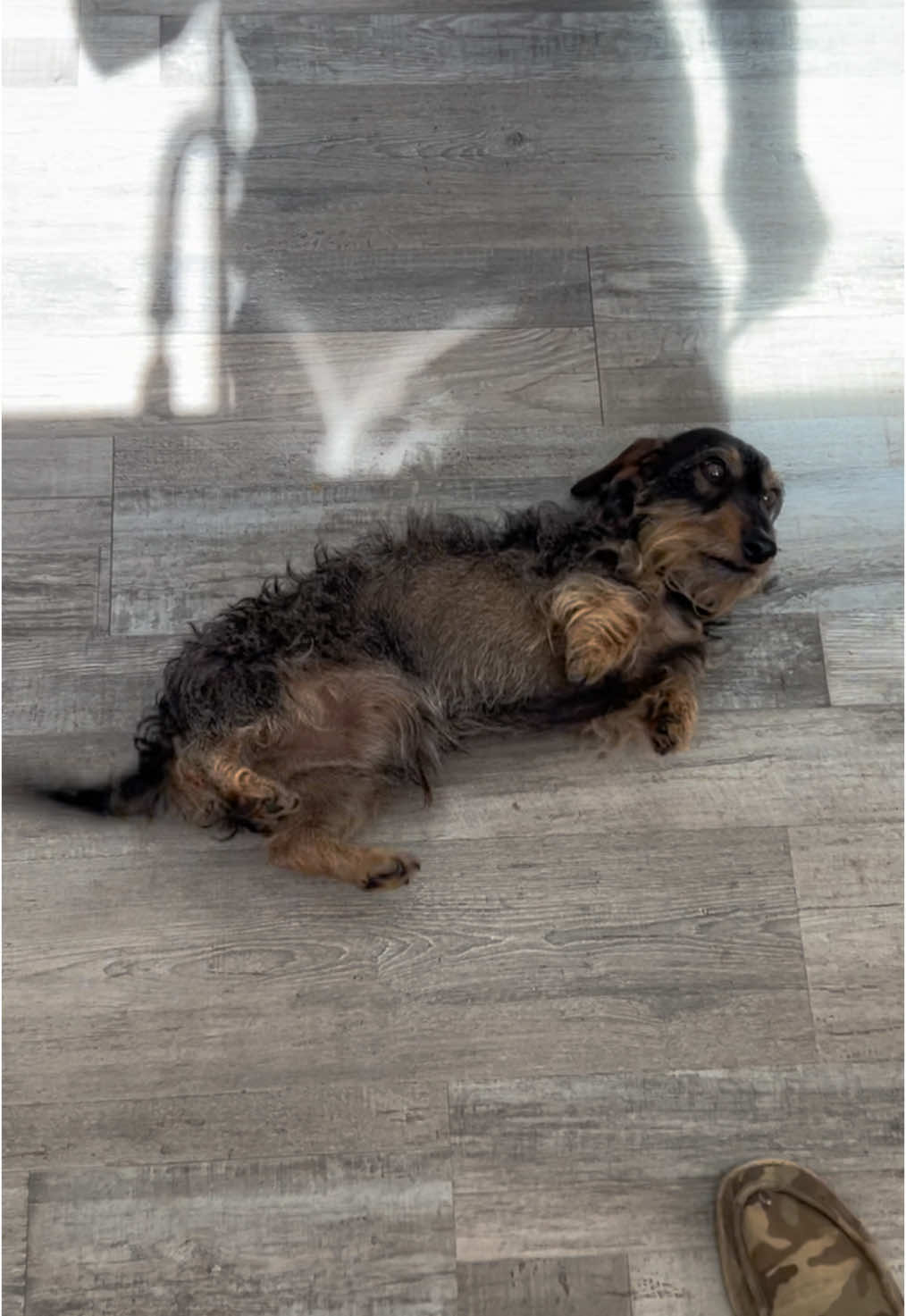 #Dachshund #Houseflies #Flyswatter #MiniatureDachshund #WireHair #WireHairDachshund #WhiskeyDog #Whiskers 