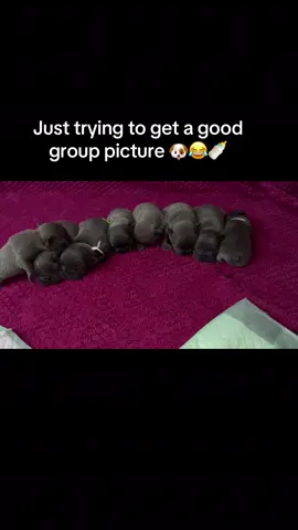 Happy puppies 🐶 