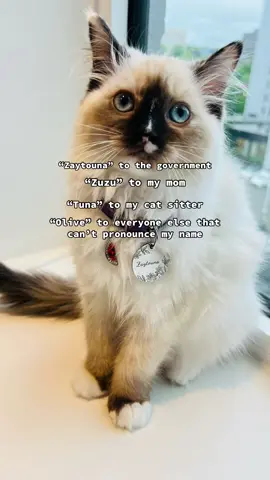 Had to hop on this trend but with my cats 🤭 #nametrend #trending #ragdoll #catsoftiktok 