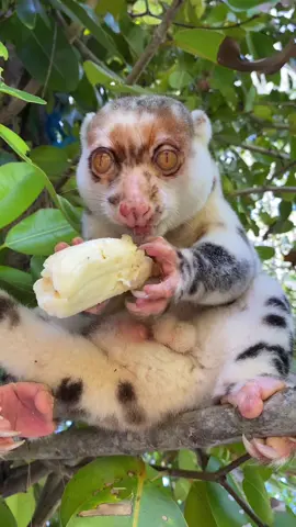 Cuscus🐒🐵 #thelastparadiserajaampat #rajaampat #indonesia🇮🇩 #masukberandafyp #fypage #whynnoo #viral 