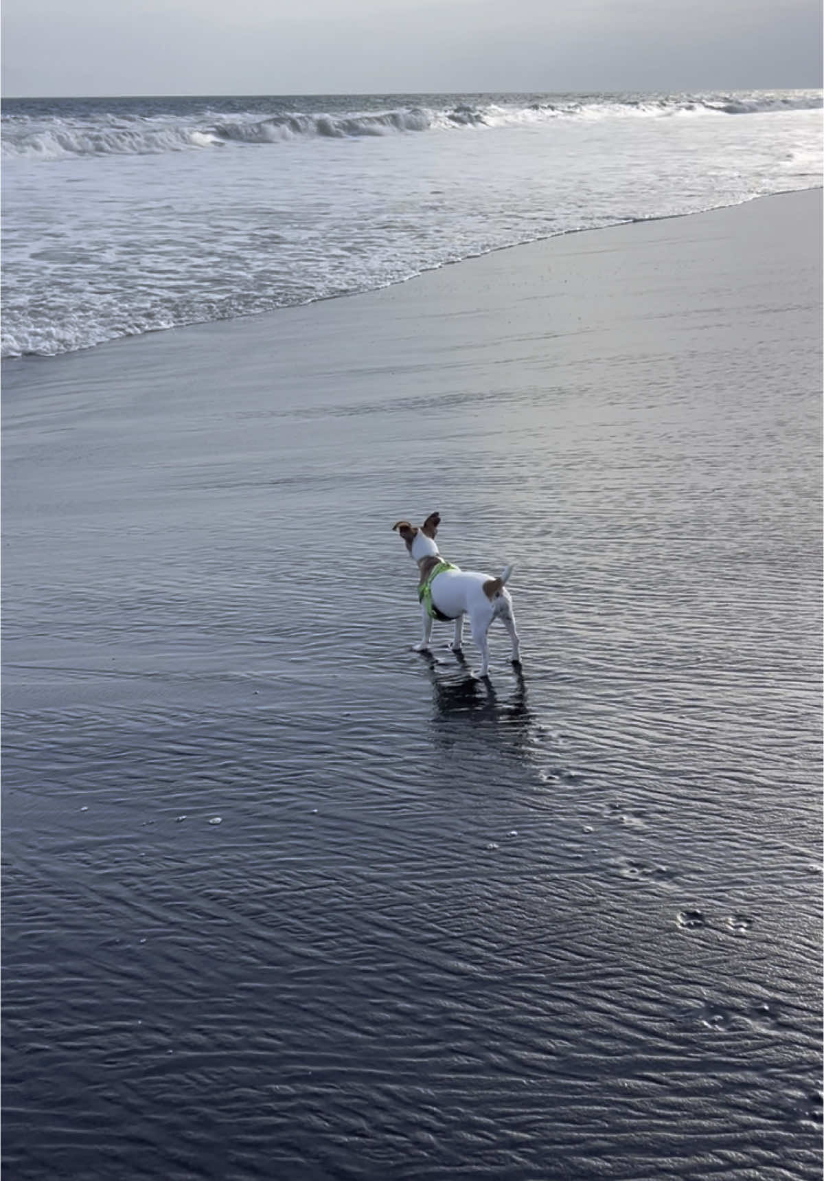 Churrinator contra las olas 🌊 #churrinator #beachday #jackrussellterrier #monterricoguatemala #doglover #fyp  