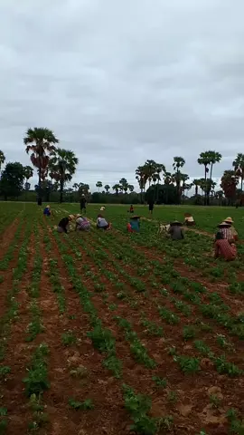 #မြို့သူပျိုဖြူချော တောသားမို့အထင်သေးသလားကွယ်🥰🥰🥰🥰🥰#