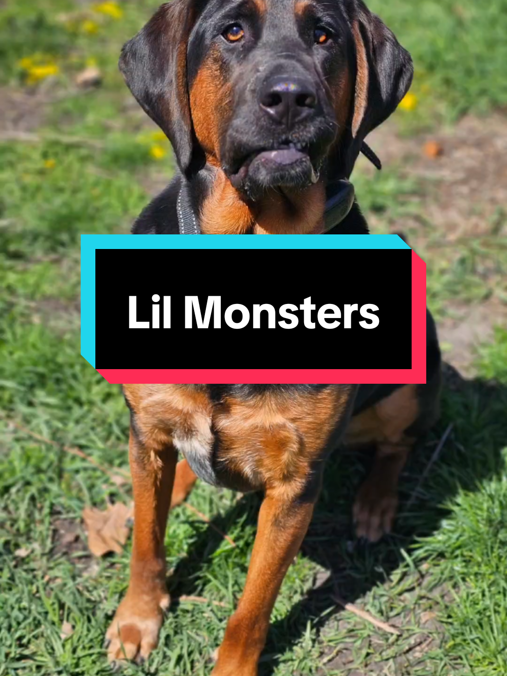 My little Monsters (they did Lulu dirty) #fyp #doglife #dogmom #humor #monster 