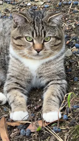 #fyp #cat #catsoftiktok 