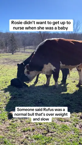 #rufusthebull #redfordthebull 