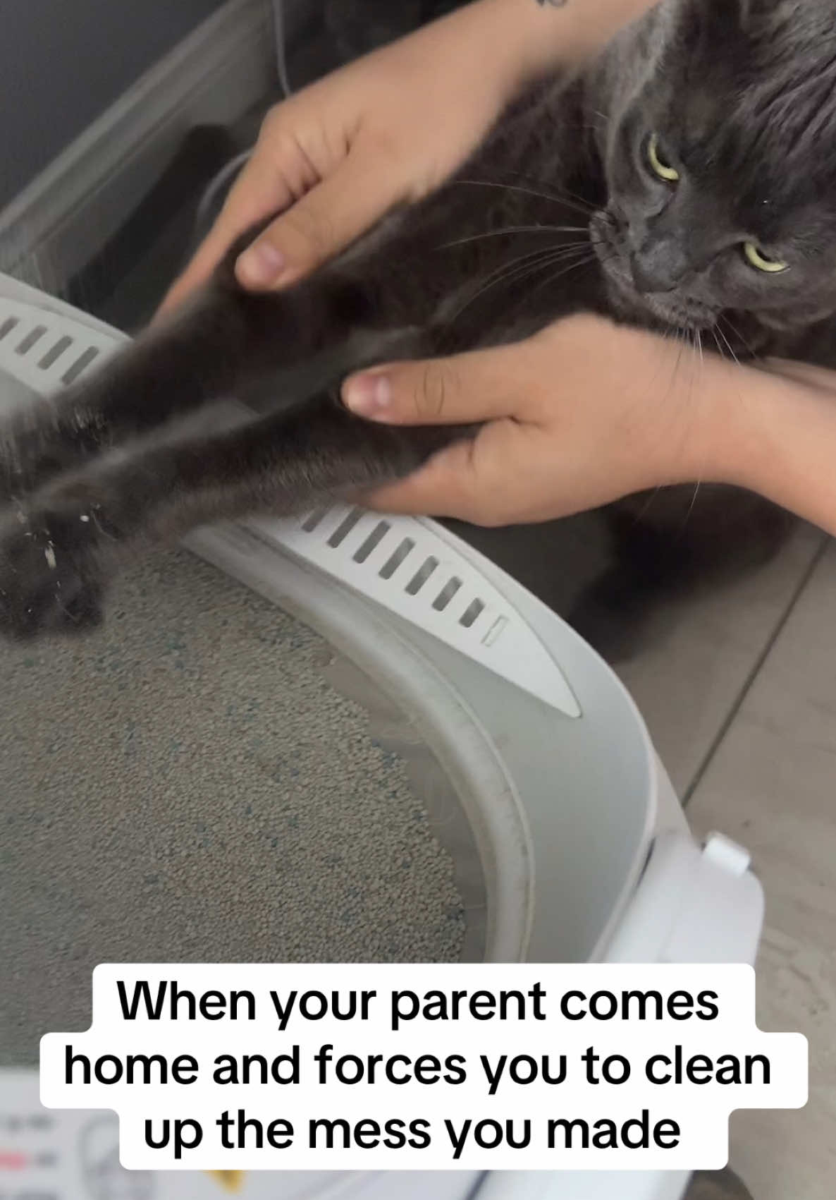 #parentsbelike #catsoftiktok #cats #cosmo #lifeofcosmo #cattok #catlover #indoorcatlife #indoorcat 