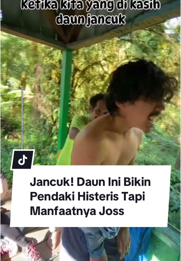 Daun jelatang, atau yang sering disebut daun 