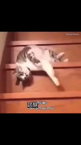 ဇာတ်ကားပဲဆက်တင်ရမလား စာလုပ်ကြမလား🙃#studyjapanese #learnjapanese #試験勉強 #fyp 