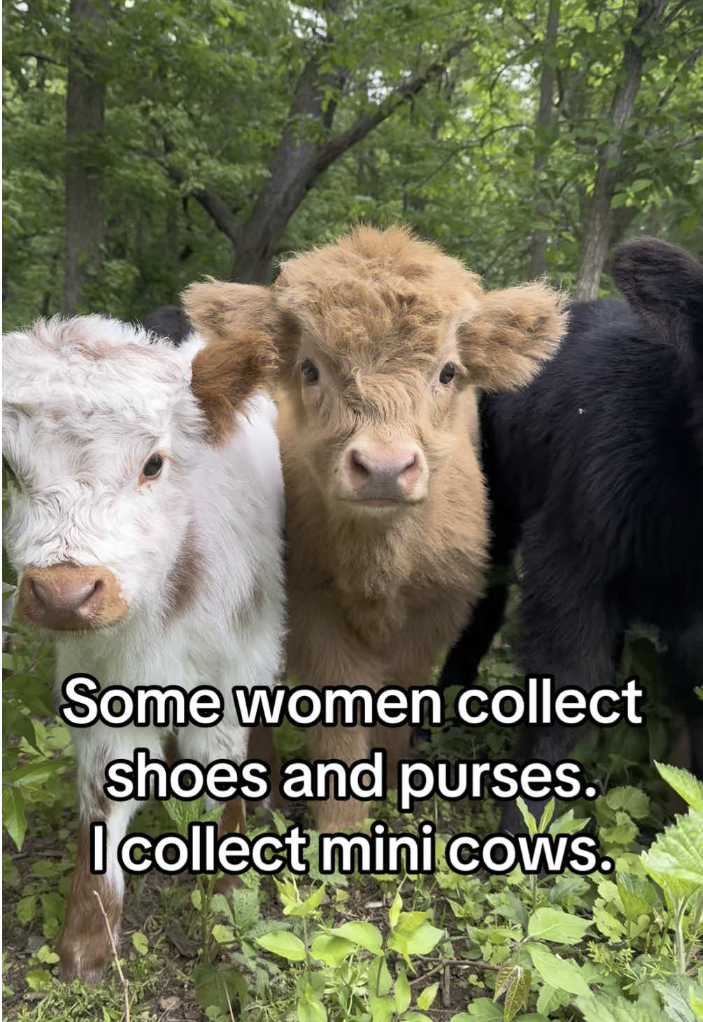 Any other women or is it just me? 🐮👀🫶🏻 #fyp #viral #highlandcow #minicow #babycow 