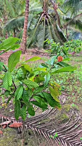 Kelapa & kakao hidup berdampingan#kelapaindonesia #kelapaviral #kelapasulawesi #kakao #kakaoindonesia 