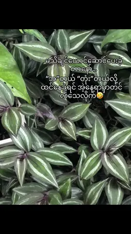နော်🤣#fyp #foryou #foryoupage #thankb4youdo #tiktokmyanmar🇲🇲 