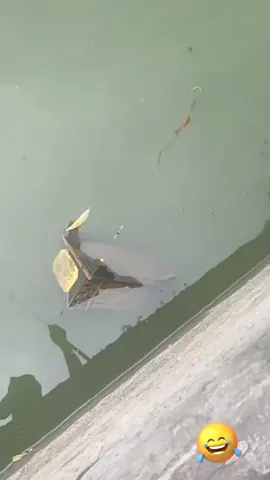 Báo Cá 🤣🤣🤣 #cauca #caudai #fishing #phukiencauca 
