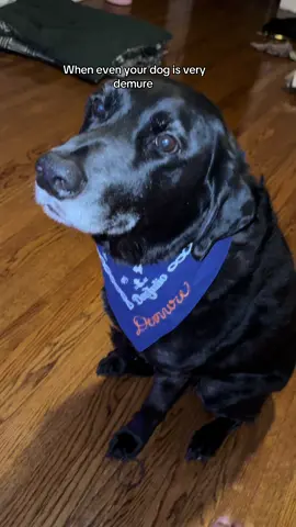 #fyp #blacklabrador @DonJulioTequila 