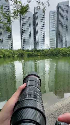 telephoto  lens 600mm #photography #photographyeveryday #telephoto #600mm 
