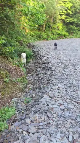 THE most eventful dog walk to date! #shetlandpony #found #shetlandrescue #shetland #lostanimal #whatthehell 