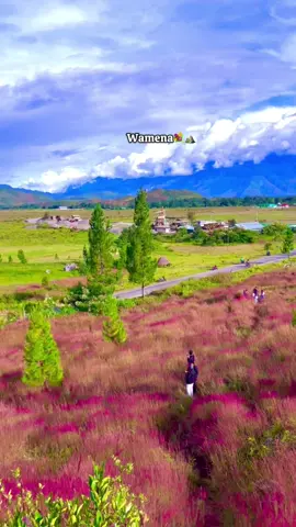 Fenomena alam wamena #rumputmeiwamena♡ #rumputmei2025 #owasiowasika 🌾