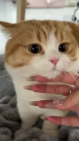 #fyp #cat #catsoftiktok 