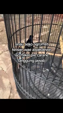 paham to? #fyp #murai #muraibatu #kicaumania #muraibatuindonesia #kicaumaniaindonesia #karanganyar24jam 