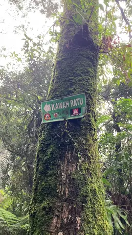 kalo mau tracking kawah ratu via pasir reungit mending ngambil weekday,enak sepi ga terlalu rame,bisa buat jalan santai 🏕️ #kawahratugunungsalak #kawahratubogor #pendakigunung #gunungsalakbogor #fyp 