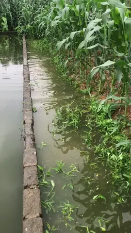 Có mồi ae 