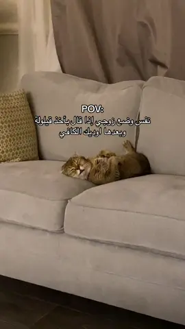 . . #السعودية #السعوديه #الرياض #فندقة_قطط #قطط #cat #explore #edit #اكسبلور #اكسبلورexplore 